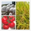 Best Price Plant Control Growth Mepiquat Chloride 98%TC for cotton