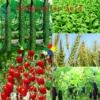 Plant Growth Regulator Gibberellic Acid GA3 90% TC PGR Agrochemicals